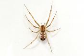 herfsthangmatspin (linyphia triangularis) 9-2012 9943
